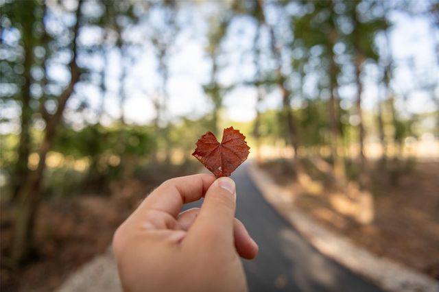 22423 Sawmill Pass Lane, Porter, TX 77365