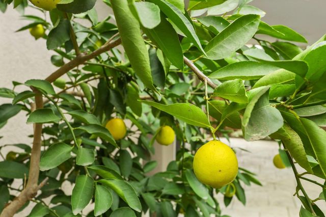 4305 Lourmarin Ln, Modesto, CA 95356