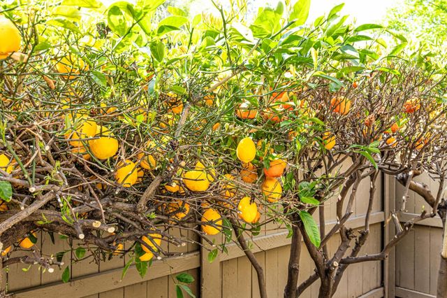 413 E Ranch Rd, Sacramento, CA 95825