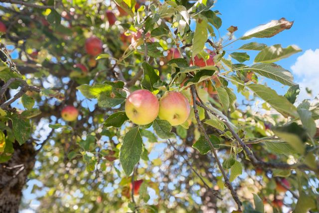 1251 Christian Valley Rd, Auburn, CA 95602