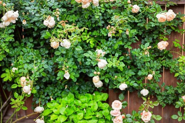 1535 Monte Diablo Avenue, San Mateo, CA 94401