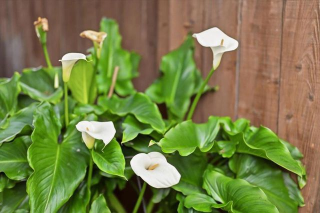 1535 Monte Diablo Avenue, San Mateo, CA 94401