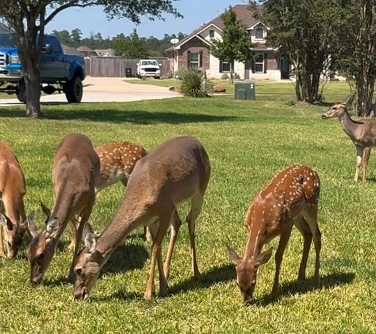 11693 Grandview Drive, Montgomery, TX 77356