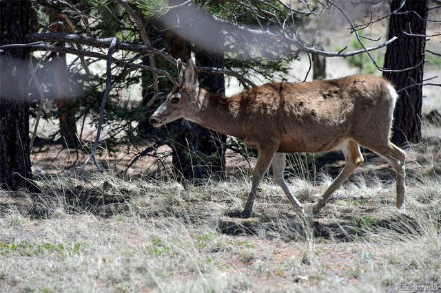 112 Blue Jay Lane, Florissant, CO 80816