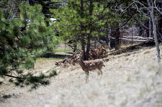 112 Blue Jay Lane, Florissant, CO 80816