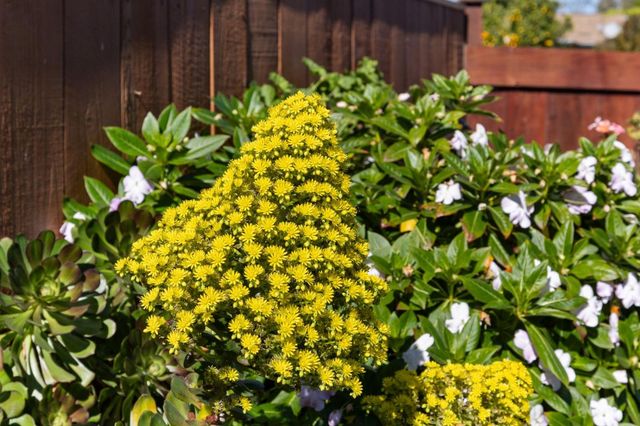 239 Prague Street, San Mateo, CA 94401