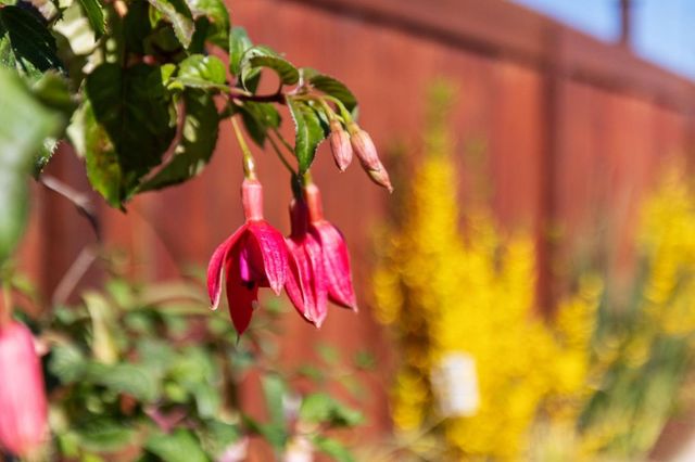 239 Prague Street, San Mateo, CA 94401