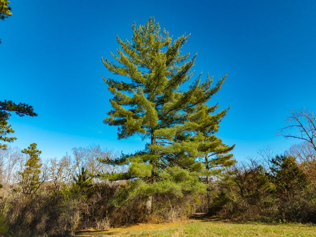 14817 Malberg Road, Cabool, MO 65689