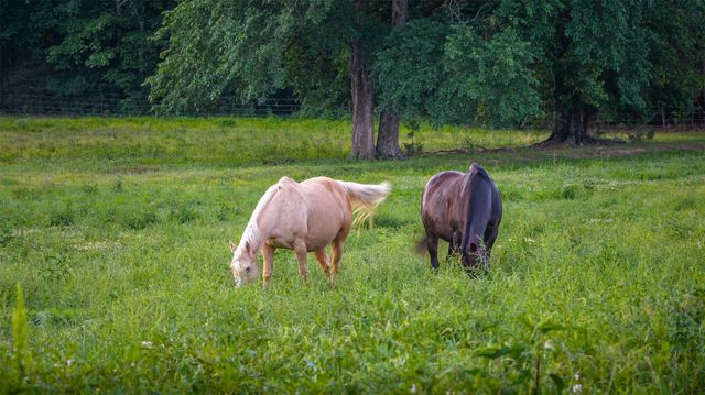 938 County Road 1655, Mt Pleasant, TX 75455