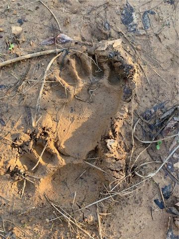 TBD Madison 2707, Kingston, AR 72742