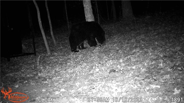 TBD Madison 2707, Kingston, AR 72742