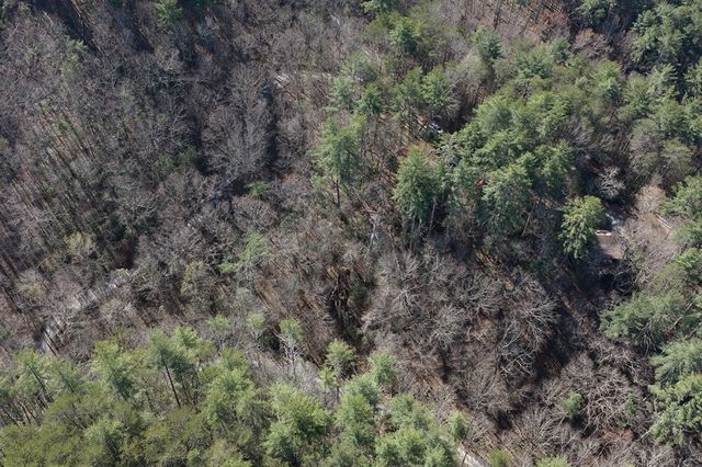 216 Pig Trail, Cherry Log, GA 30522