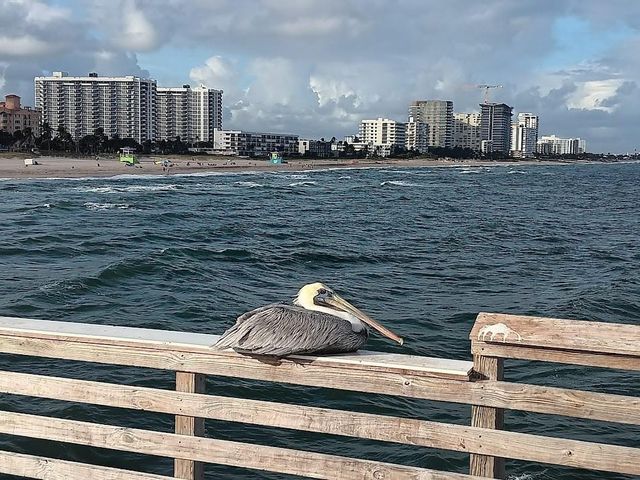 305 N Pompano Beach Blvd 706, Pompano Beach, FL 33062