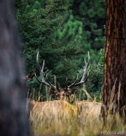 26273 Richmond Hill Road, Conifer, CO 80443