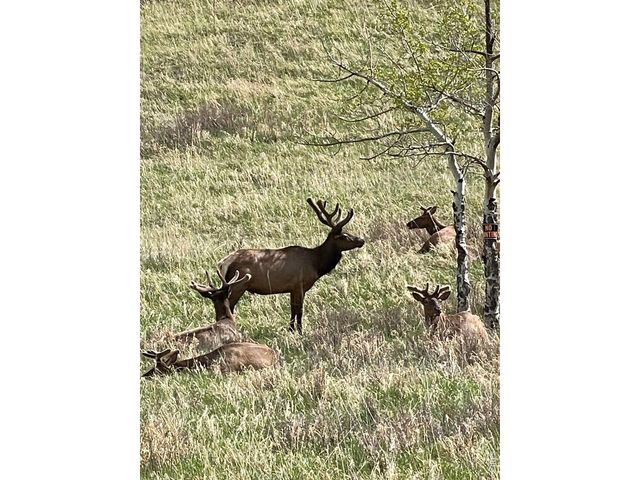 1705 Hummingbird Dr, Estes Park, CO 80517
