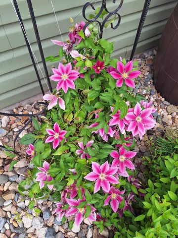 7630 GOLDEN WILLOW DR, Columbia, MO 65202