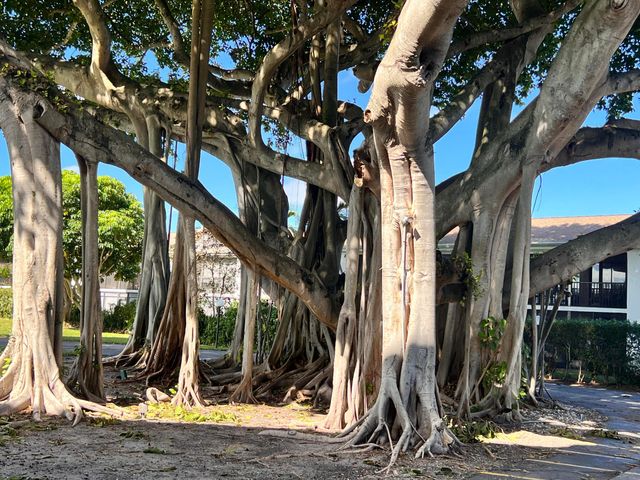 555 Banyan Tree Lane 307, Delray Beach, FL 33483