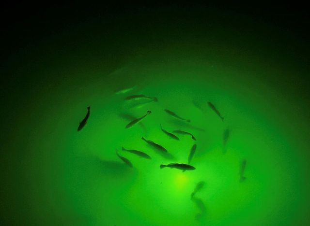 1101 Fountain View Drive, Crystal Beach, TX 77650