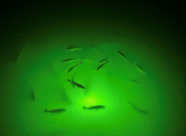 1101 Fountain View Drive, Crystal Beach, TX 77650