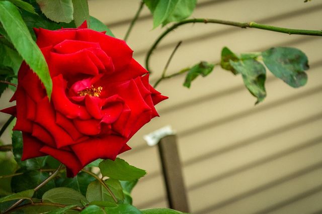 427 Wyndgate Rd, Sacramento, CA 95864