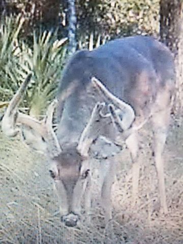 Lot Antioch Cemetery 17.02 Acres Road, Ponce De Leon, FL 32455