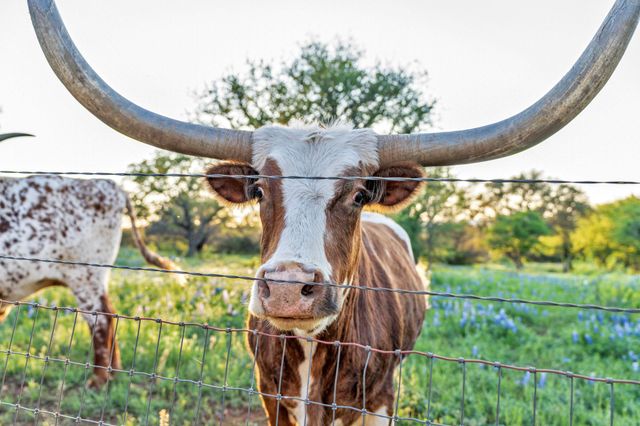 310 The Hills RD, Horseshoe Bay, TX 78657