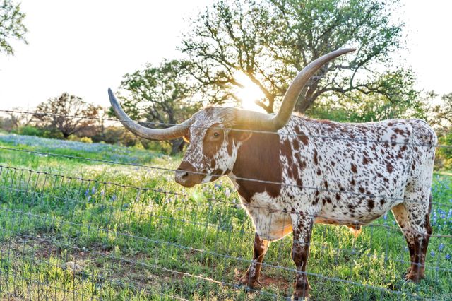 310 The Hills RD, Horseshoe Bay, TX 78657