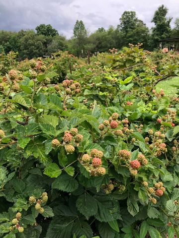 240 Sardis Church Road, Whitwell, TN 37397