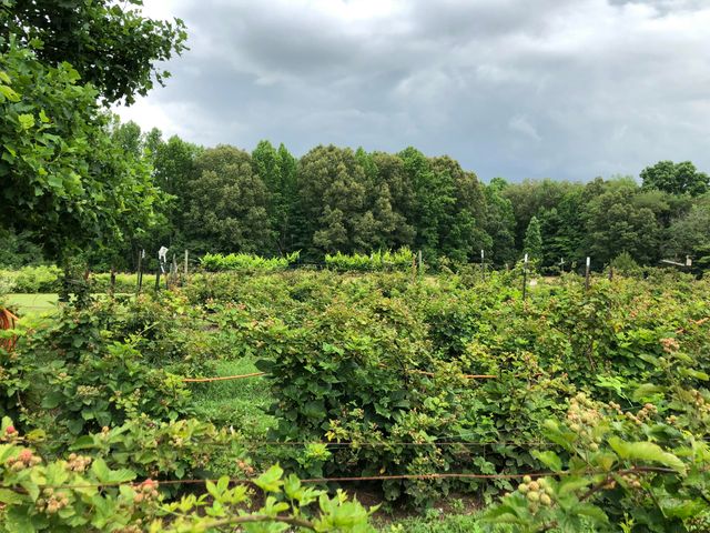 240 Sardis Church Road, Whitwell, TN 37397