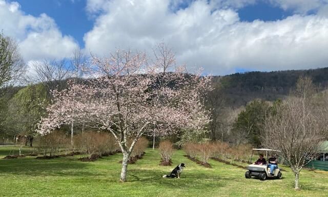 240 Sardis Church Road, Whitwell, TN 37397