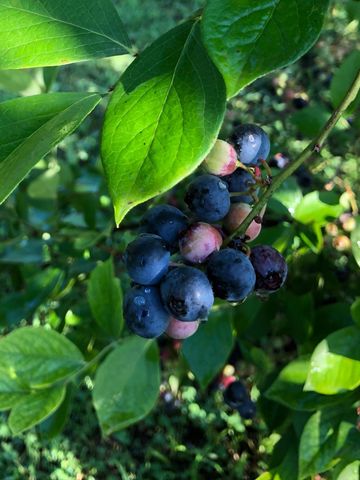 240 Sardis Church Road, Whitwell, TN 37397