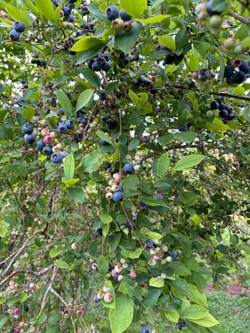 240 Sardis Church Road, Whitwell, TN 37397