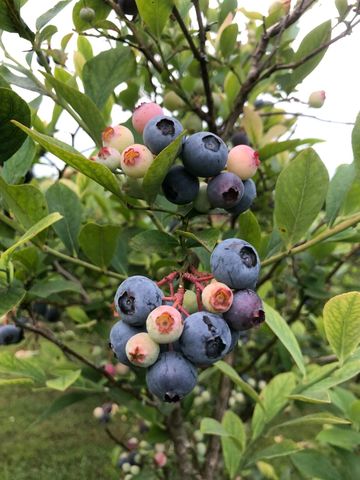 240 Sardis Church Road, Whitwell, TN 37397