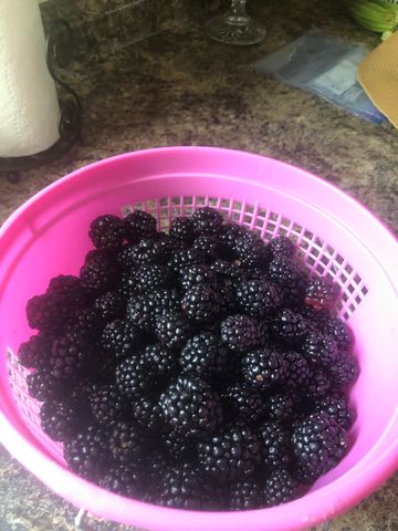 240 Sardis Church Road, Whitwell, TN 37397