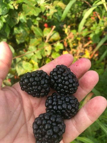 240 Sardis Church Road, Whitwell, TN 37397