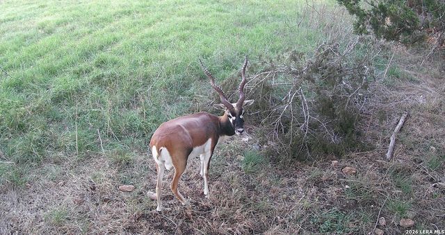 3584 Privilege Creek Road, Bandera, TX 78063