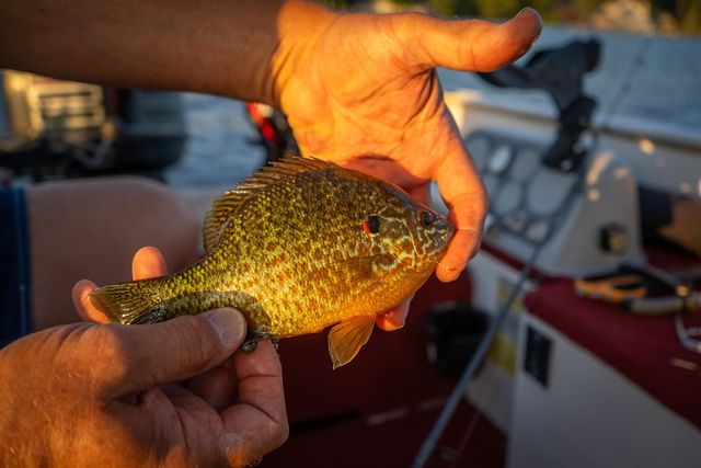 815 E Lake Mitchell Drive, Cadillac, MI 49601