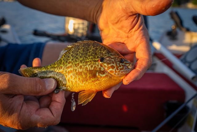 815 E Lake Mitchell Drive, Cadillac, MI 49601