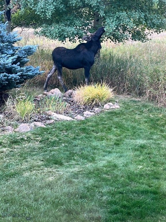 2594 Star Ridge Road, Bozeman, MT 59715 photo 78