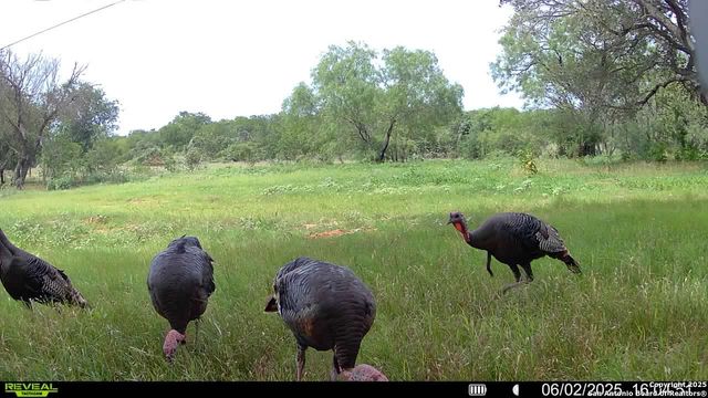 3141 Zion Hill, Seguin, TX 78155