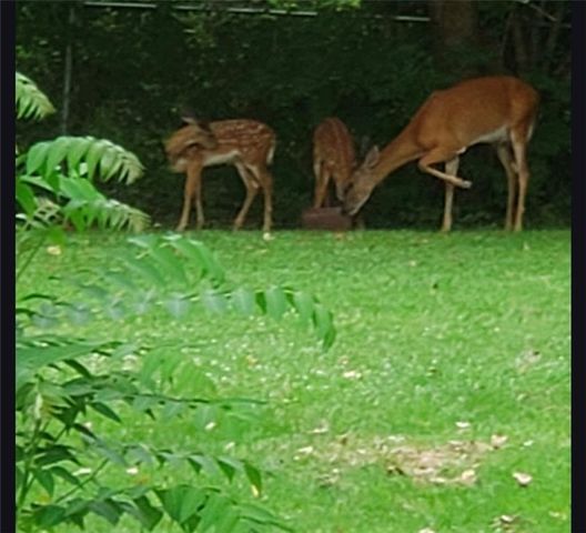 3405 S Crysler Avenue, Independence, MO 64055