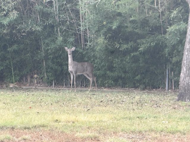 103 Jefferson St, Kerrville, TX 78028