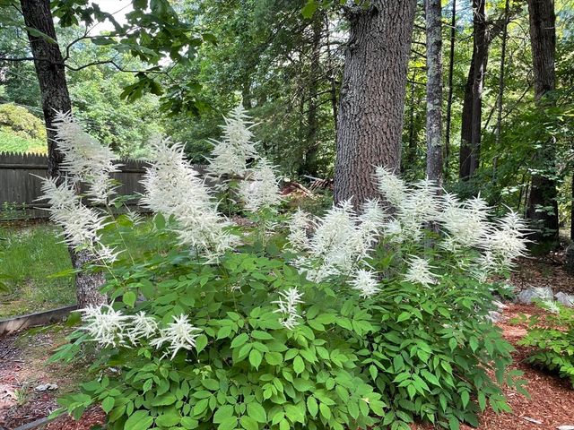 1015 Johnson, North Andover, MA 01845