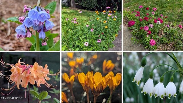 1221 Live Oak Circle, Knoxville, TN 37932