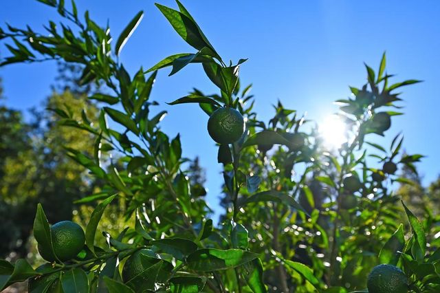 20094 Spring Garden Rd, Foresthill, CA 95631