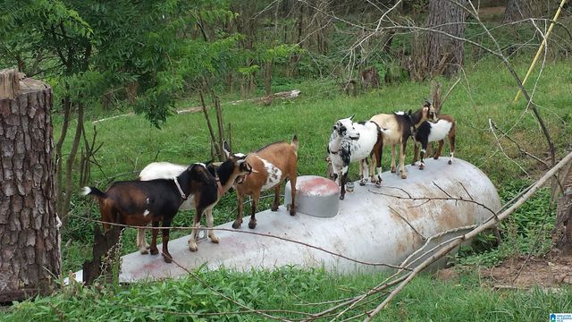 367 KANASITA DRIVE, Pell City, AL 35128