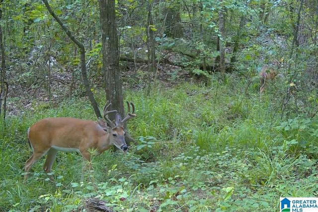 367 KANASITA DRIVE, Pell City, AL 35128