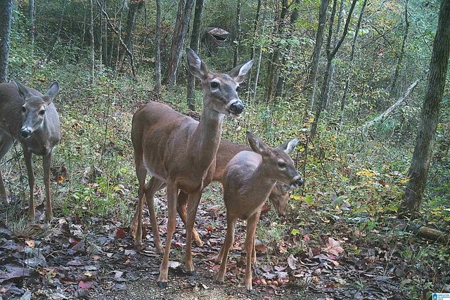 367 KANASITA DRIVE, Pell City, AL 35128