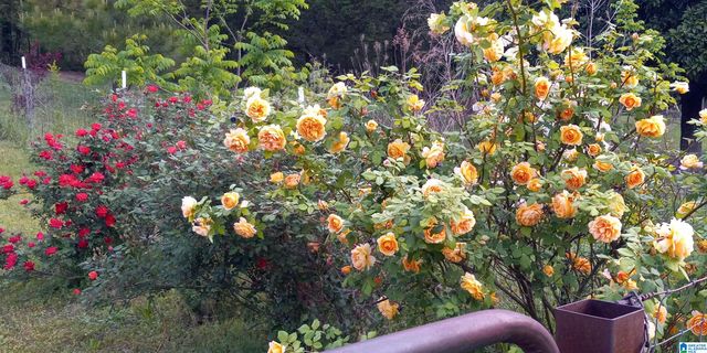 367 KANASITA DRIVE, Pell City, AL 35128