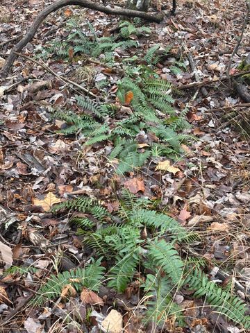 3699 Crockett Pointe, Jasper, TN 37347